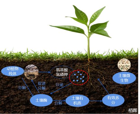 植物吸收重金屬|土壤中重金屬含量的變化 (二) 土壤中重金屬的移除及土地負荷量